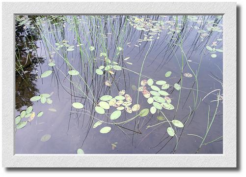 Pond, Southern Vermont #2