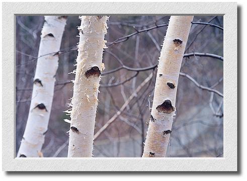 Birch Trees