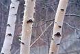 Birch Trees