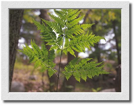 Backlit Fern, Coolidge Reservation