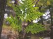 Backlit Fern, Coolidge Reservation