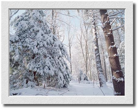 Back Yard in Snow