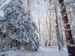 Back Yard in Snow