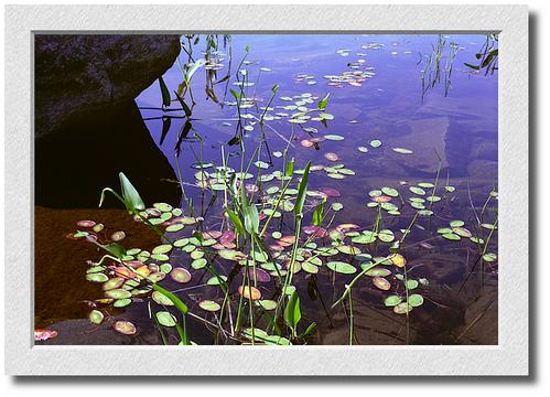 Bald Mtn. Pond