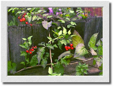 Berries