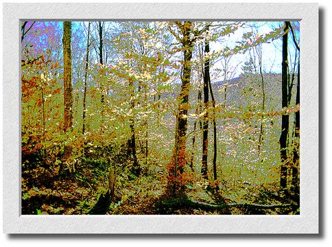 Bridlepath Leaves