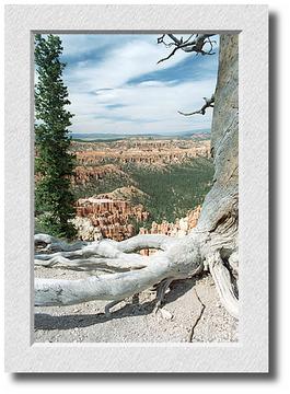 Bryce Tree