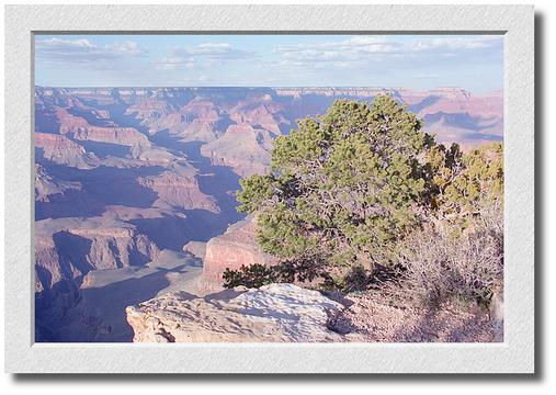 Canyon Sunset, Tree and Ledge