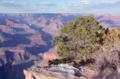 Canyon Sunset, Tree and Ledge