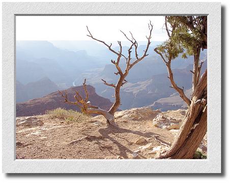 Canyon Sunset, Gnarled Tree