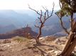 Canyon Sunset, Gnarled Tree