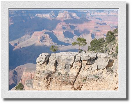 Canyon Sunset, Two Trees on Ledge