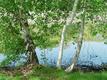 Birch Trees and Pond, Coolidge Reservation