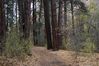 bandelier_woods.jpg