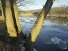 tree_and_ice_on_androscoggin.jpg
