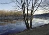 tree_and_ice_on_androscoggin_2.jpg