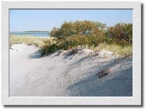 Cranes Beach Dunes