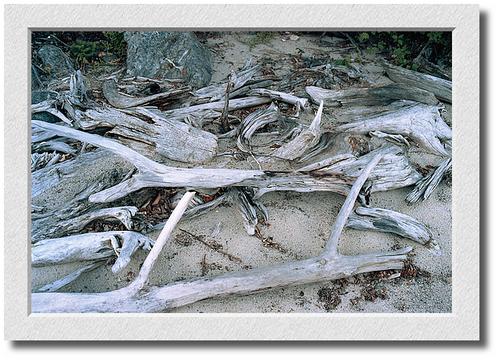 Driftwood, Flagstaff Lake