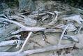 Driftwood, Flagstaff Lake