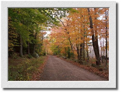 Autumn Woods, Essex, Massacussetts