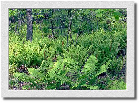 Ferns