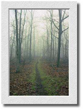 Morning Fog on the Appalachian Trail