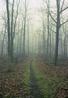 Morning Fog on the Appalachian Trail