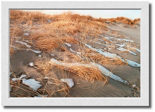 Good Harbor Reeds and Snow