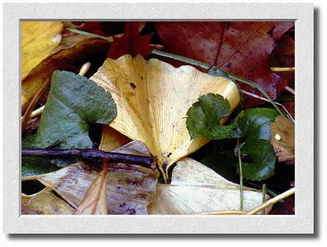 Gingko Leaves