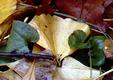 Gingko Leaves