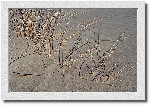 Good Harbor Reeds