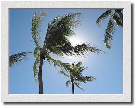 Palm and Sun