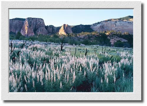 Kolob Wildflowers