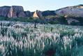 Kolob Wildflowers