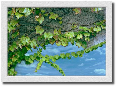 Leaves Composite