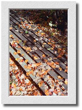 Leaves on Pogue