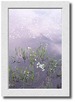 Lily Pads, Buswell Pond