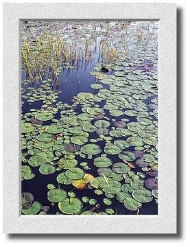 Lily Pads, Lily Pond