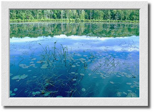 Lily Pond