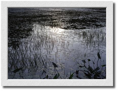 Pewter Sunset, Lily Pond