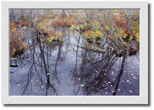 Essex Marsh