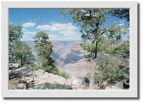 Mather Point, Trees