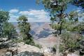 Mather Point, Trees