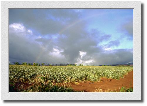 Maui Rainbow