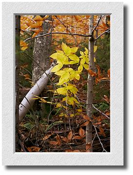 Franconia Leaves