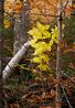 Franconia Leaves