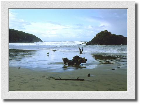 Bird on Beach