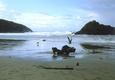 Bird on Beach