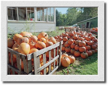 Halloween Pumpkins