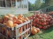 Halloween Pumpkins